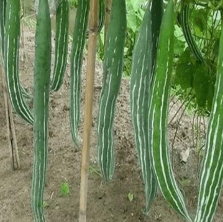 Hạt giống mướp rắn - Ảnh 1